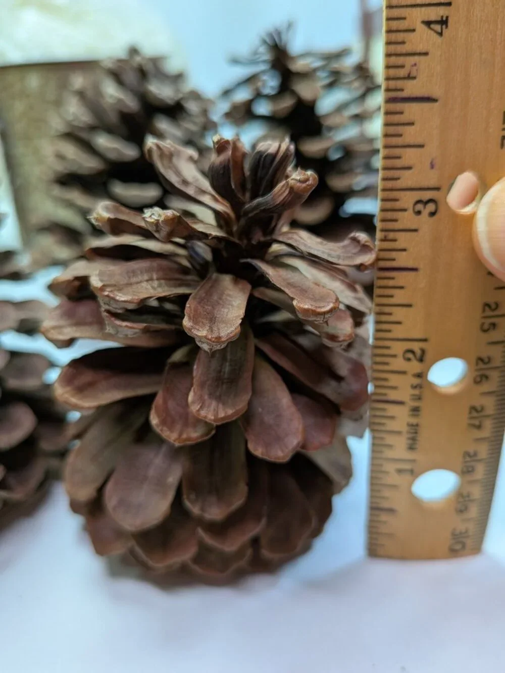 Rustic Holiday Decor Bundle: Wood Crackle Basket,12 Natural Pinecones & Metallic
